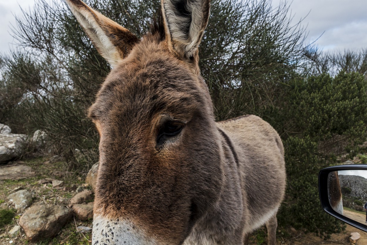 "Platero vino por su terrn de azcar" de Ruperto Silverio Martinez