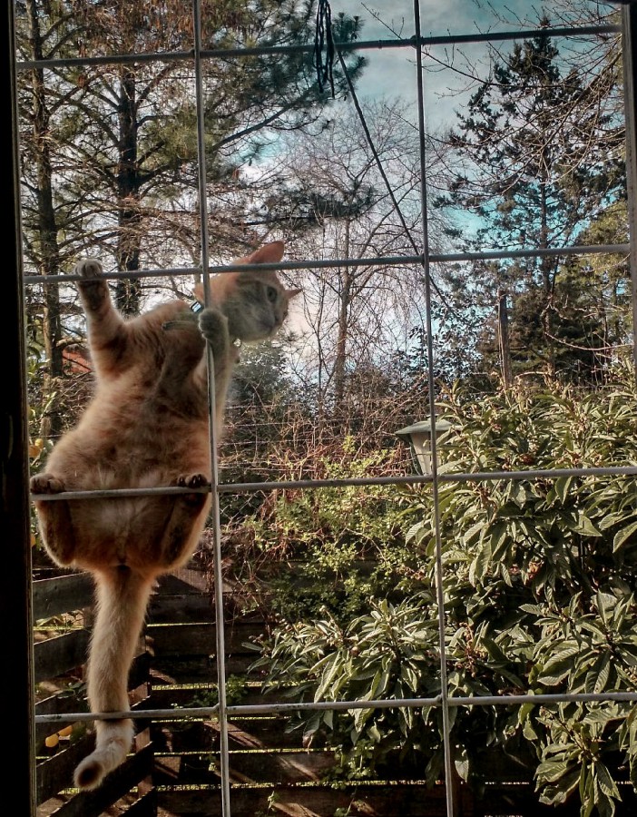 "Gato araa !!!" de Nicolas Bustamante