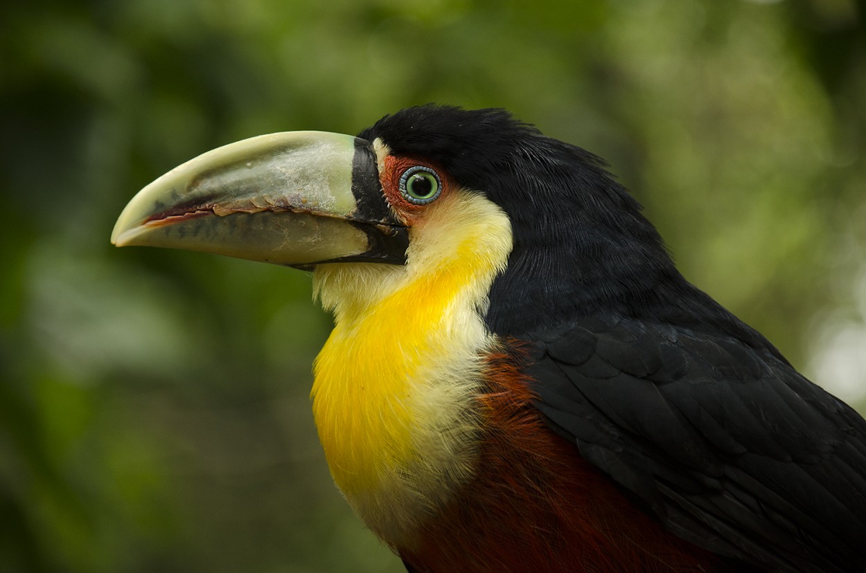 "Tucan de pico verde" de Agustin Olmedo