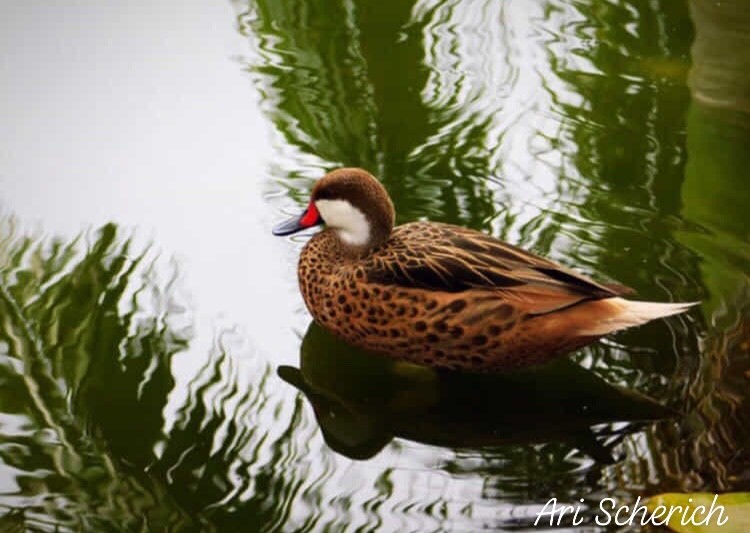 "Reflejo" de Ariana Scherich