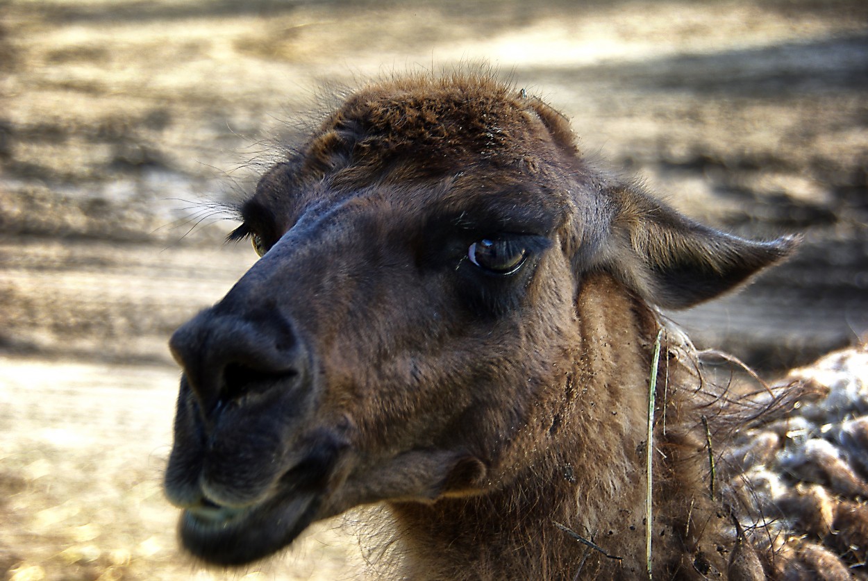 "Guanaco" de Juan Carlos Barilari