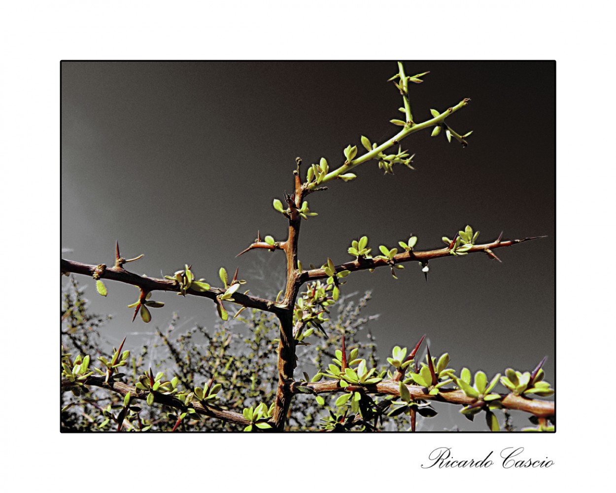 "...en el campo, las espinas..." de Ricardo Cascio