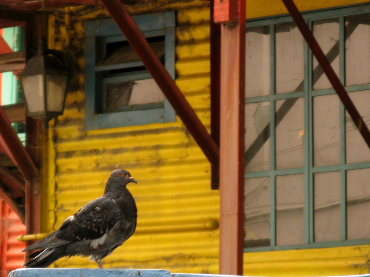 "La paloma de La Boca" de Carlos D. Cristina Miguel