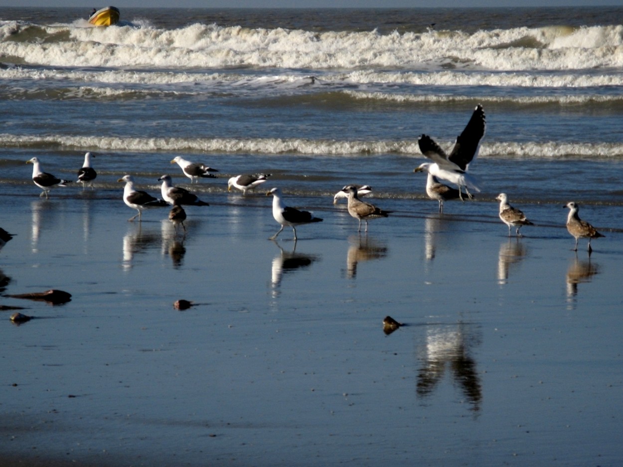 "Las gaviotas" de Carlos D. Cristina Miguel