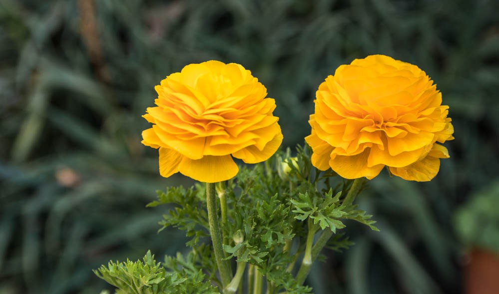 "Marimonia" de Luis Torres Sal