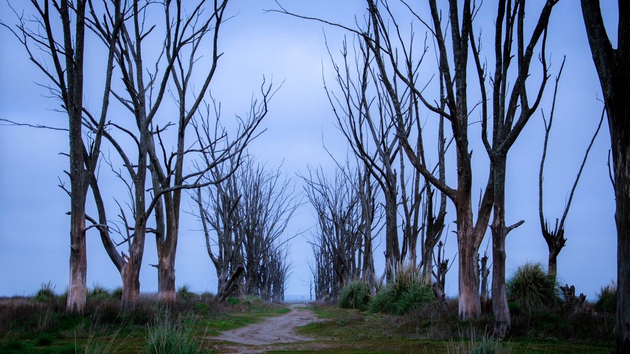 "Guardianes del camino" de Claudio Pacheco