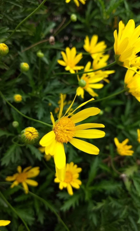 "Amarillo" de Hebe Lpez