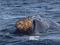 Ballena Franca Austral, Feliz Da!!!