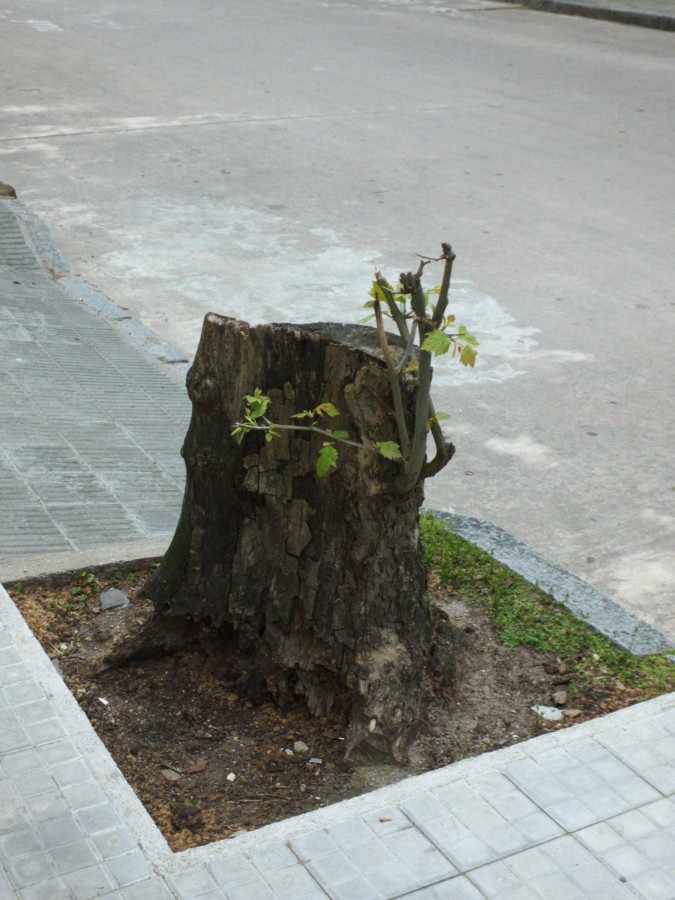 "Rebelda de la naturaleza" de Juan Fco. Fernndez