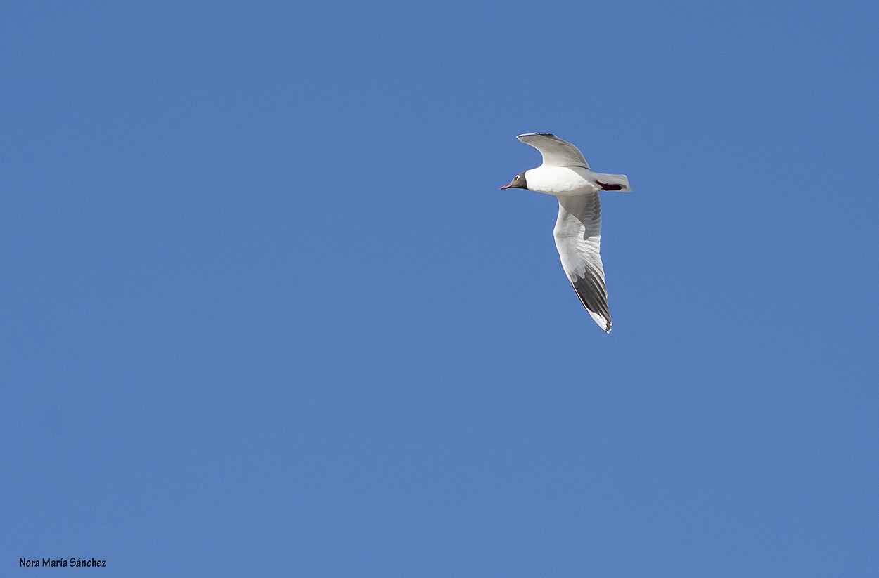 "La gaviota" de Nora Maria Sanchez