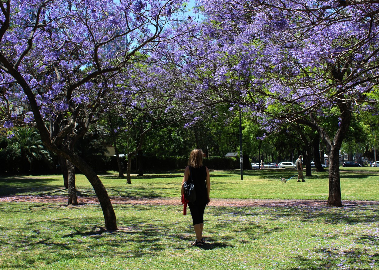 "Entre Jacarandaes..." de Silvia Emilia Guerra