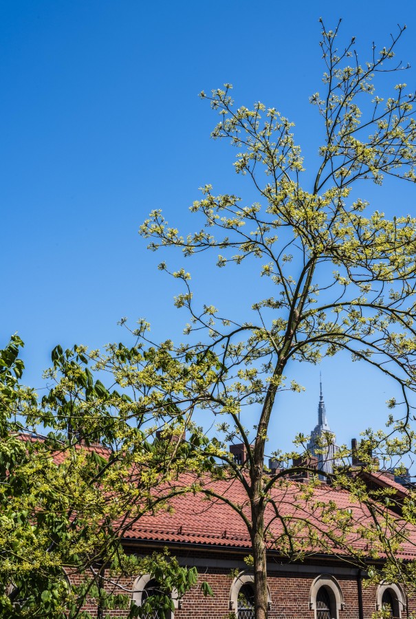 "Naturaleza, historia y modernismo NYC en 50mm" de Ovidio Alberto Arenas