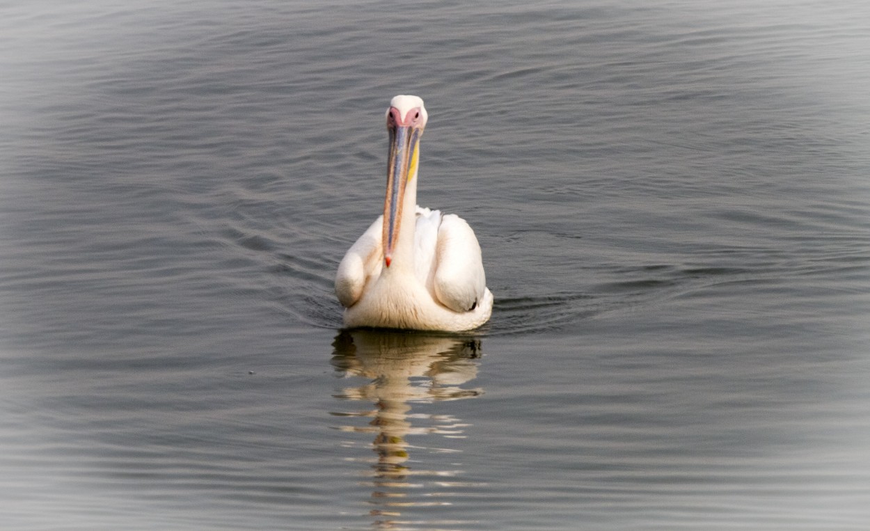 "Pelican" de Alejandro Pianko