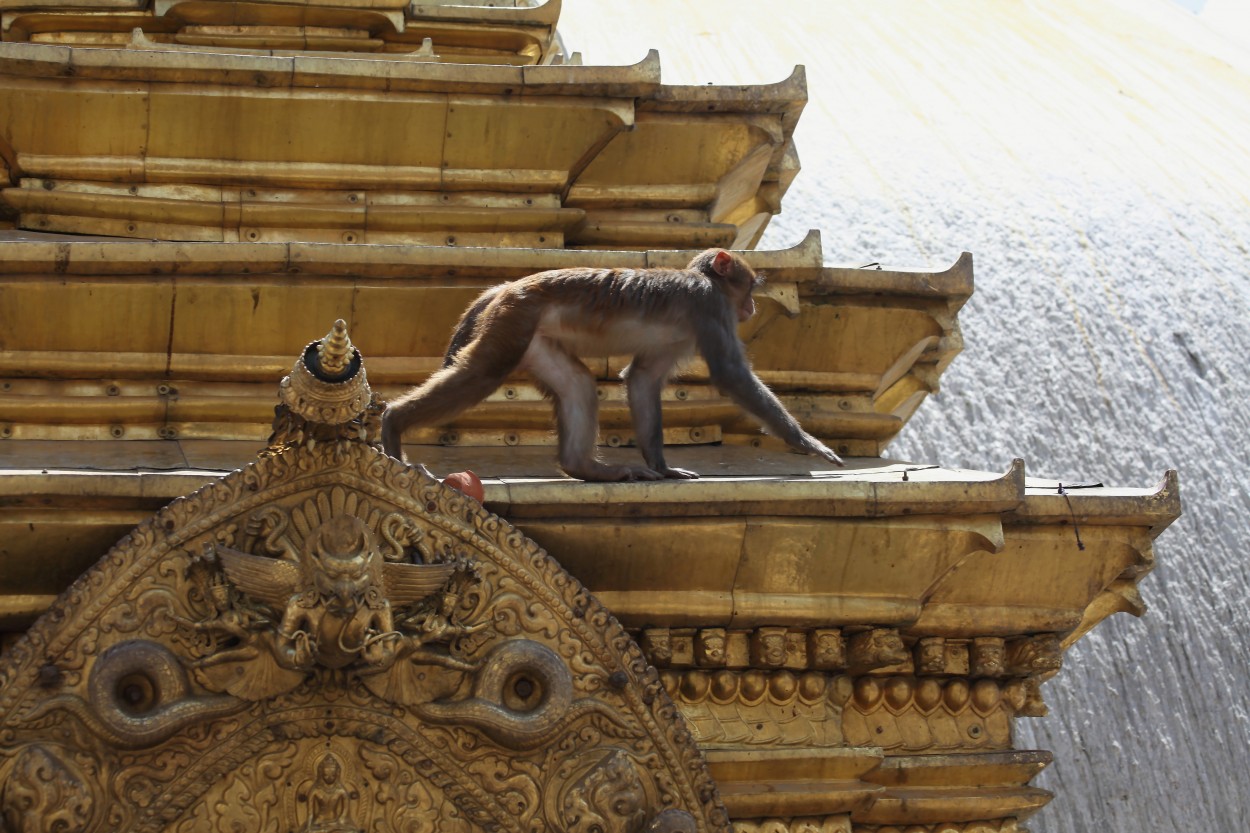 "Templo de los monos." de Francisco Luis Azpiroz Costa