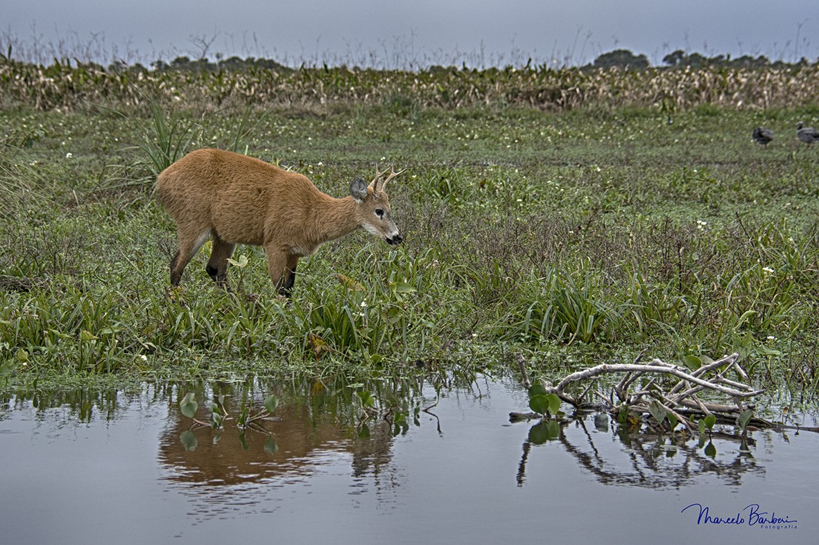 "Observando con mucha cautela " de Marcelo Barberi