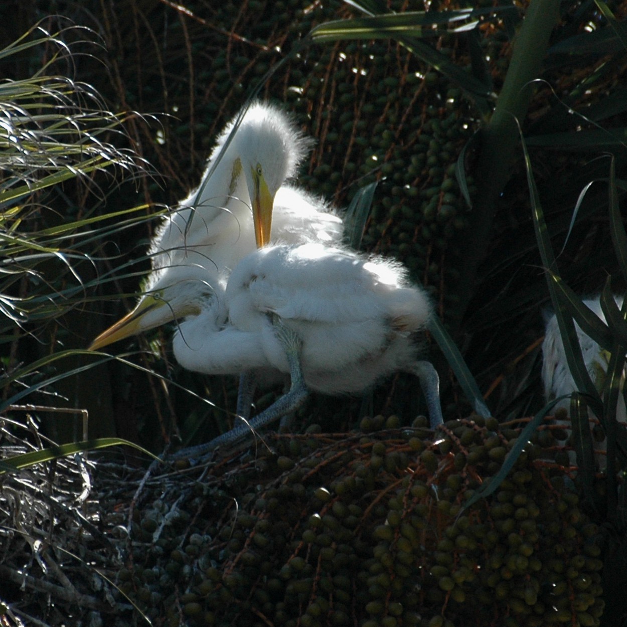 "Pichones." de Florencia Monti