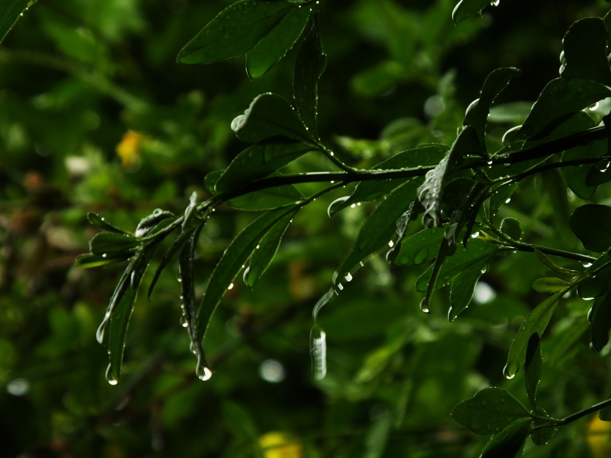 "Ms lluvia" de Juan Fco. Fernndez