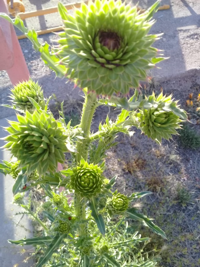 "La belleza de una flor" de Analia Gabriela