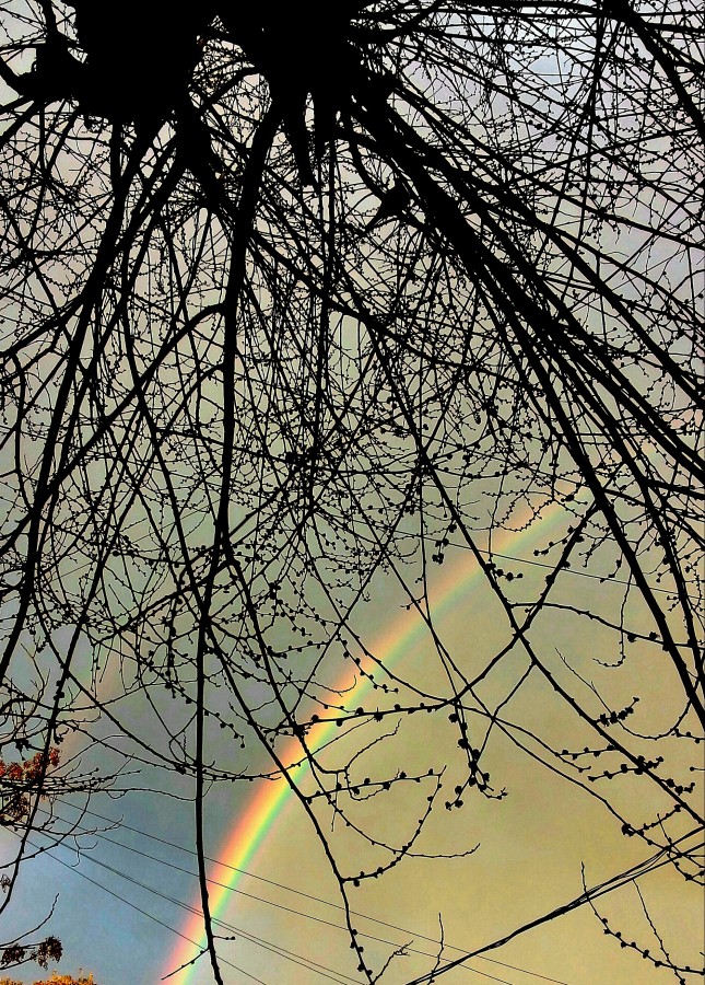 "La paloma que mira los arco iris" de Roberto Guillermo Hagemann