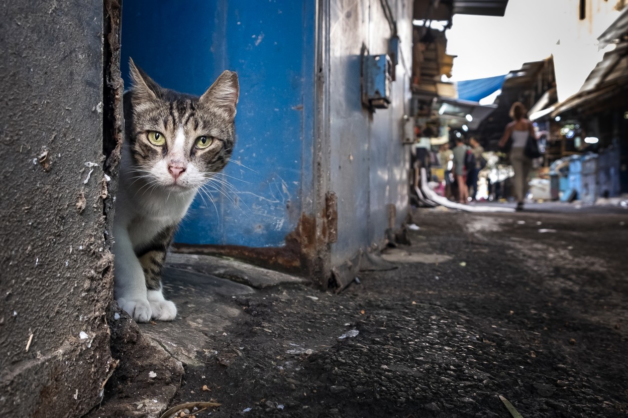 "Retrato felino" de Marcelo Sznaidman