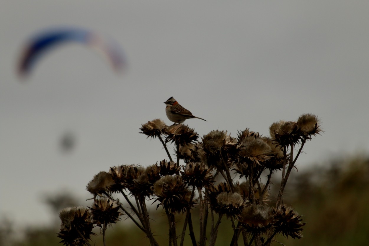 "Y aprend de las aves..." de Andrea Etulain