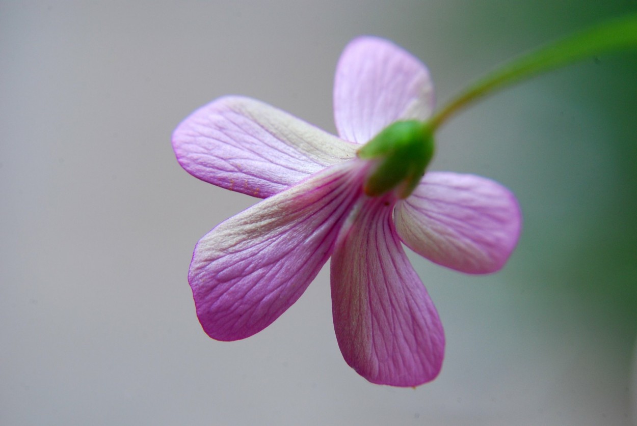 "A flor de piel" de Luis Silva