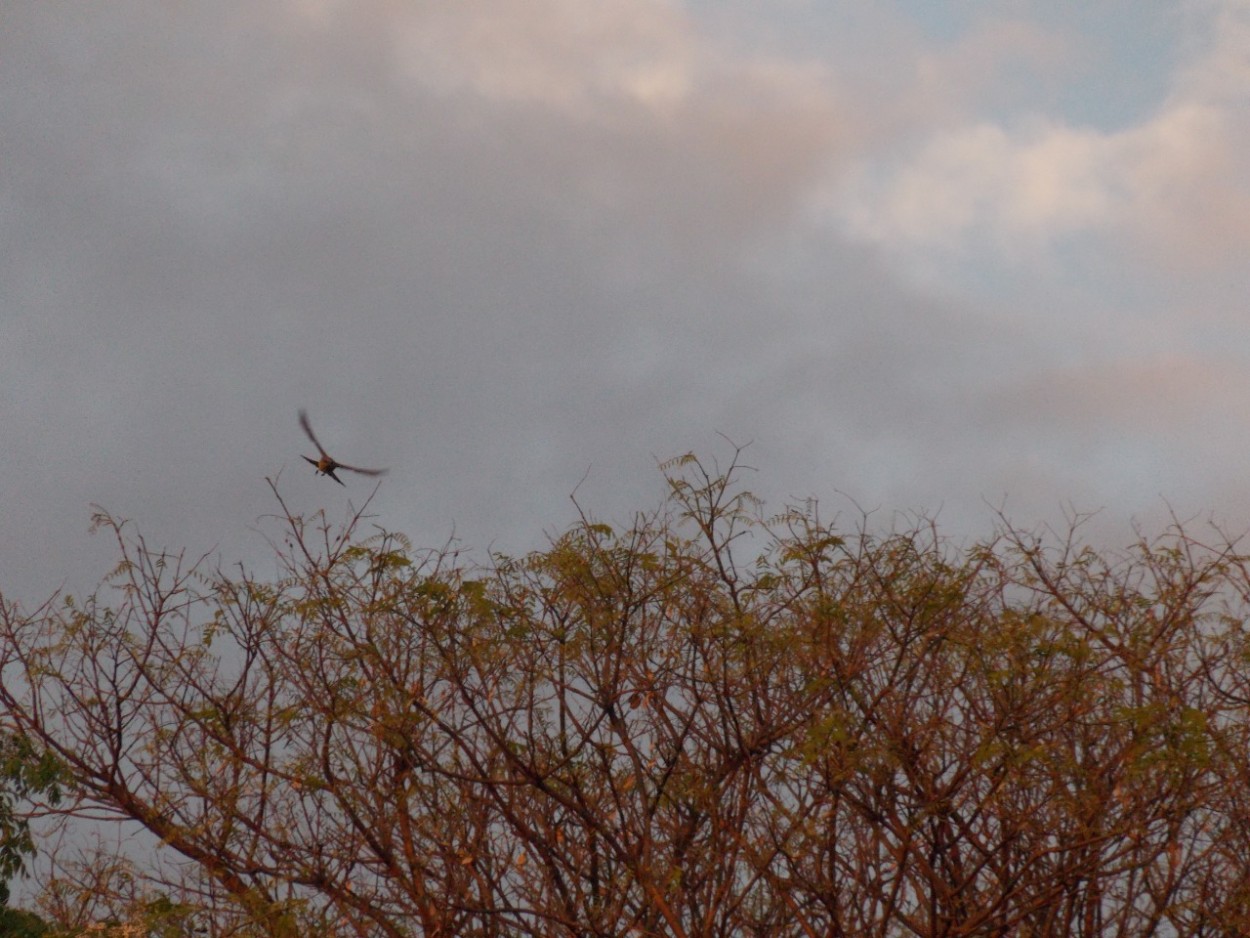 "Levantando vuelo" de Martin Nicolas Robledo