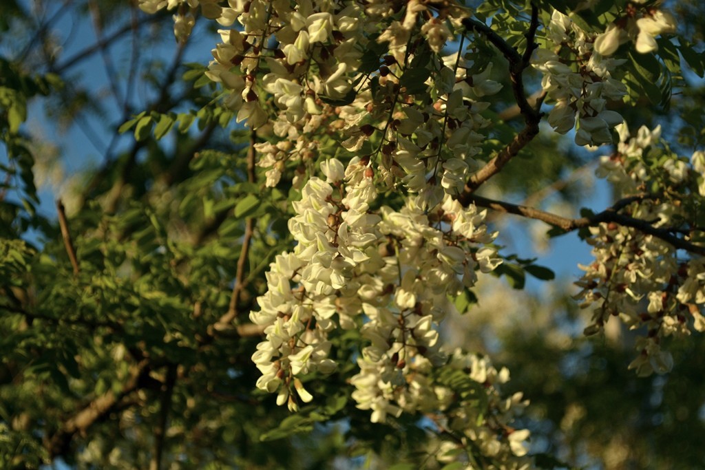 "Acacia Silvestre" de Raquel Pucheta