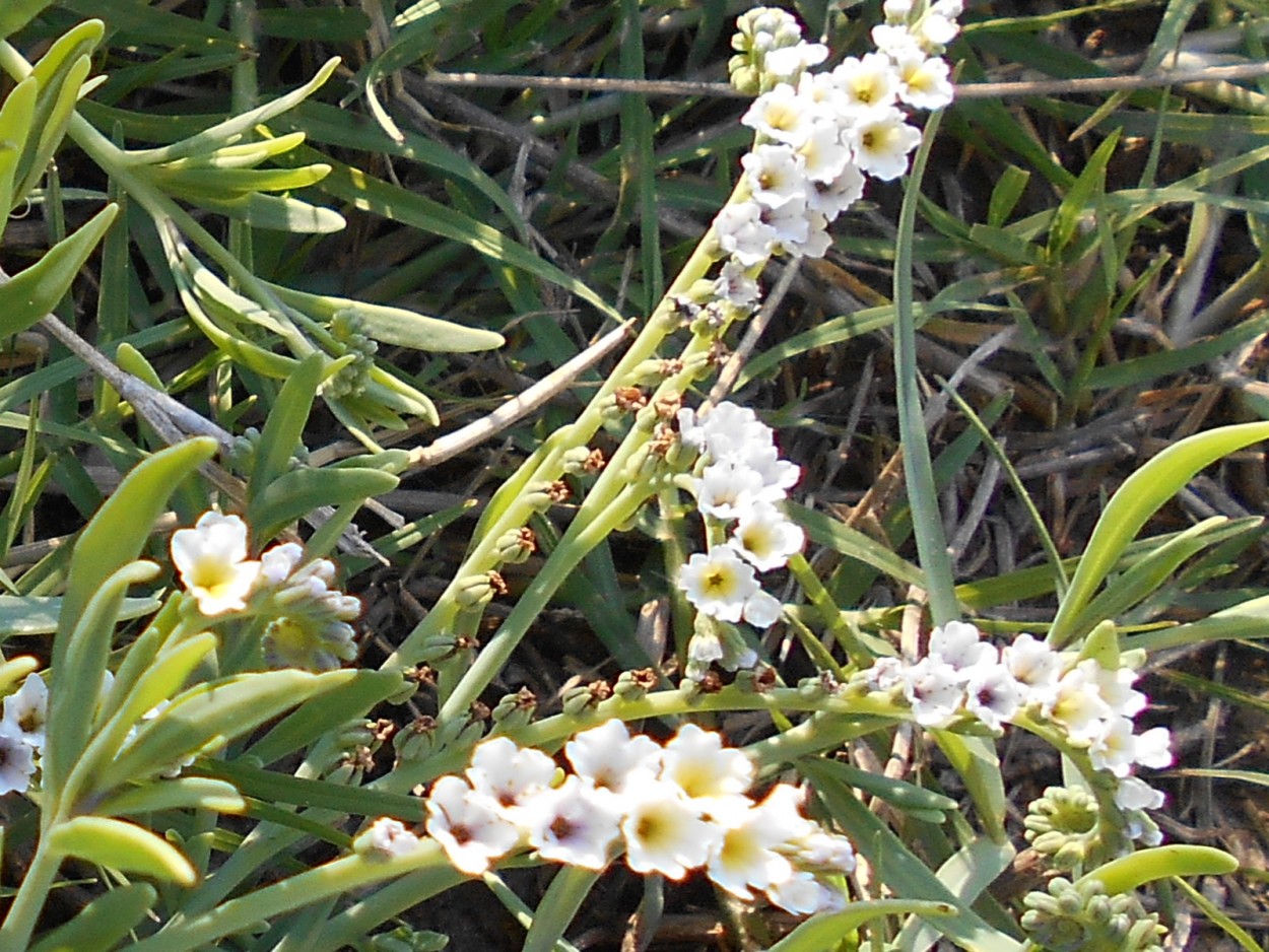 "Flores silvestres" de Griselda Salavagione