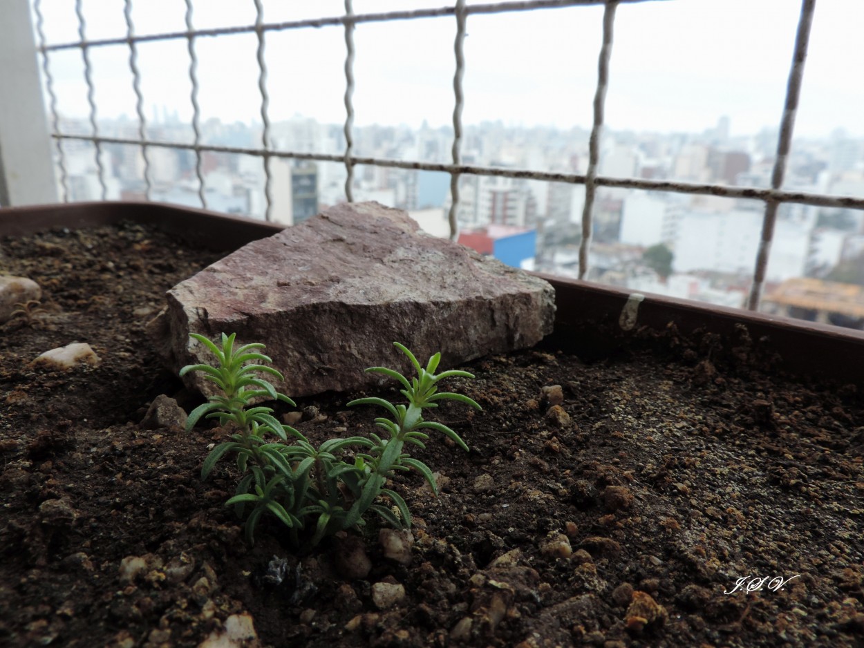 "Brotes en las alturas de la ciudad" de Jorge Vargas