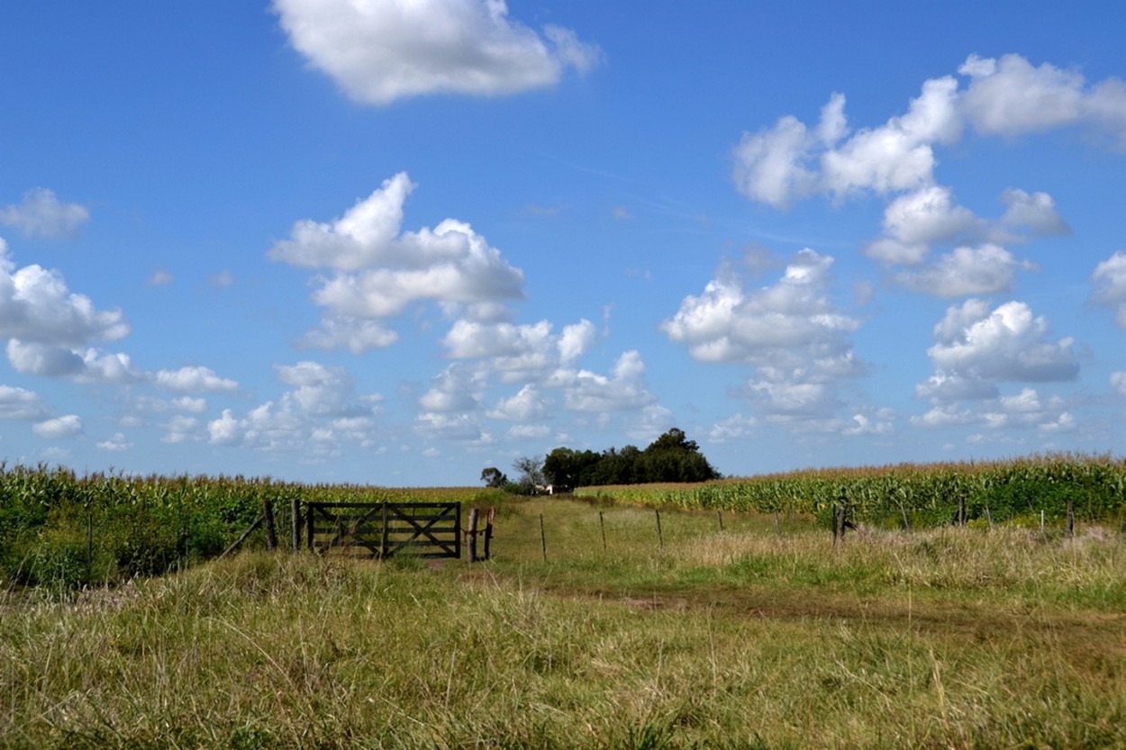 "Campo Argentino" de Carlos D. Cristina Miguel