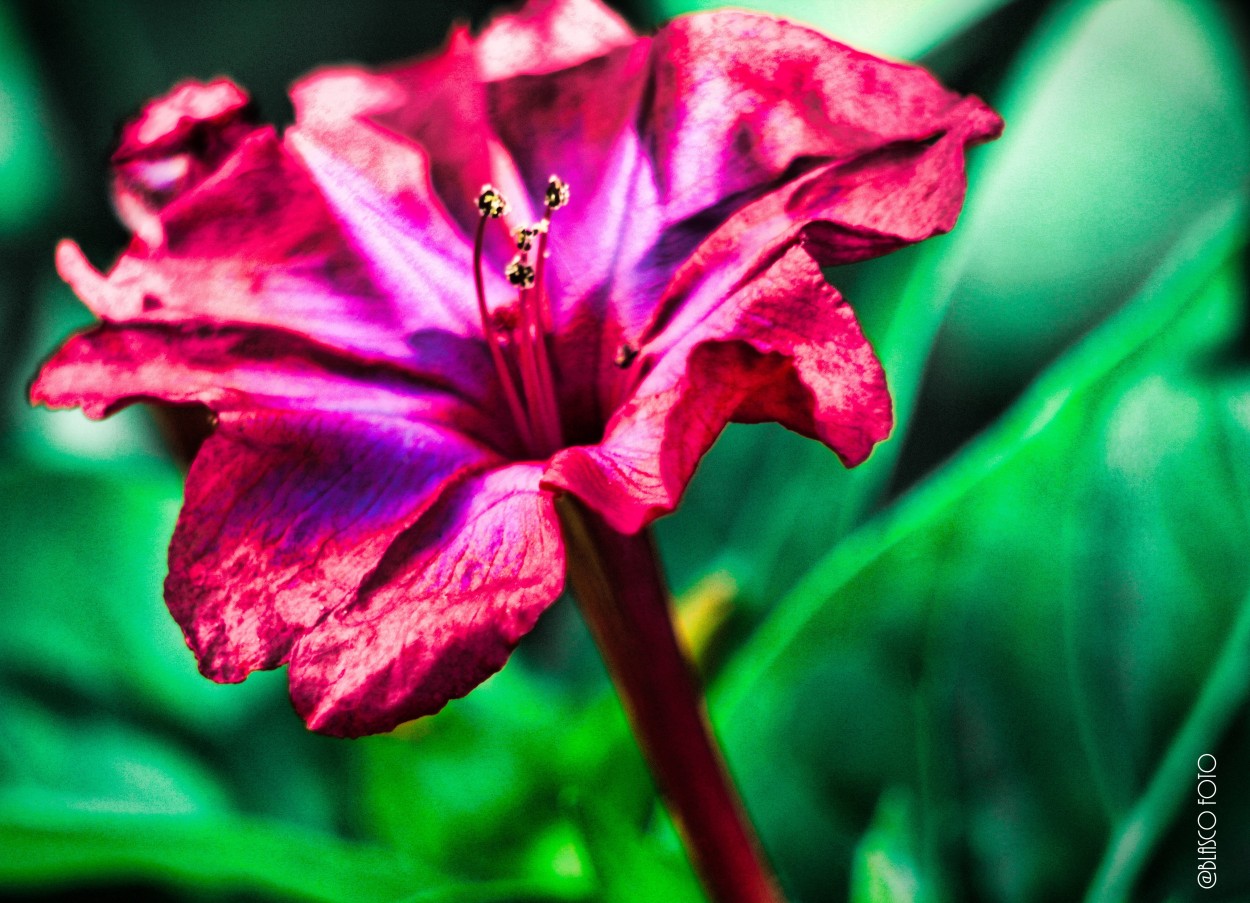 "Flor en macro" de Luis Blasco Martin