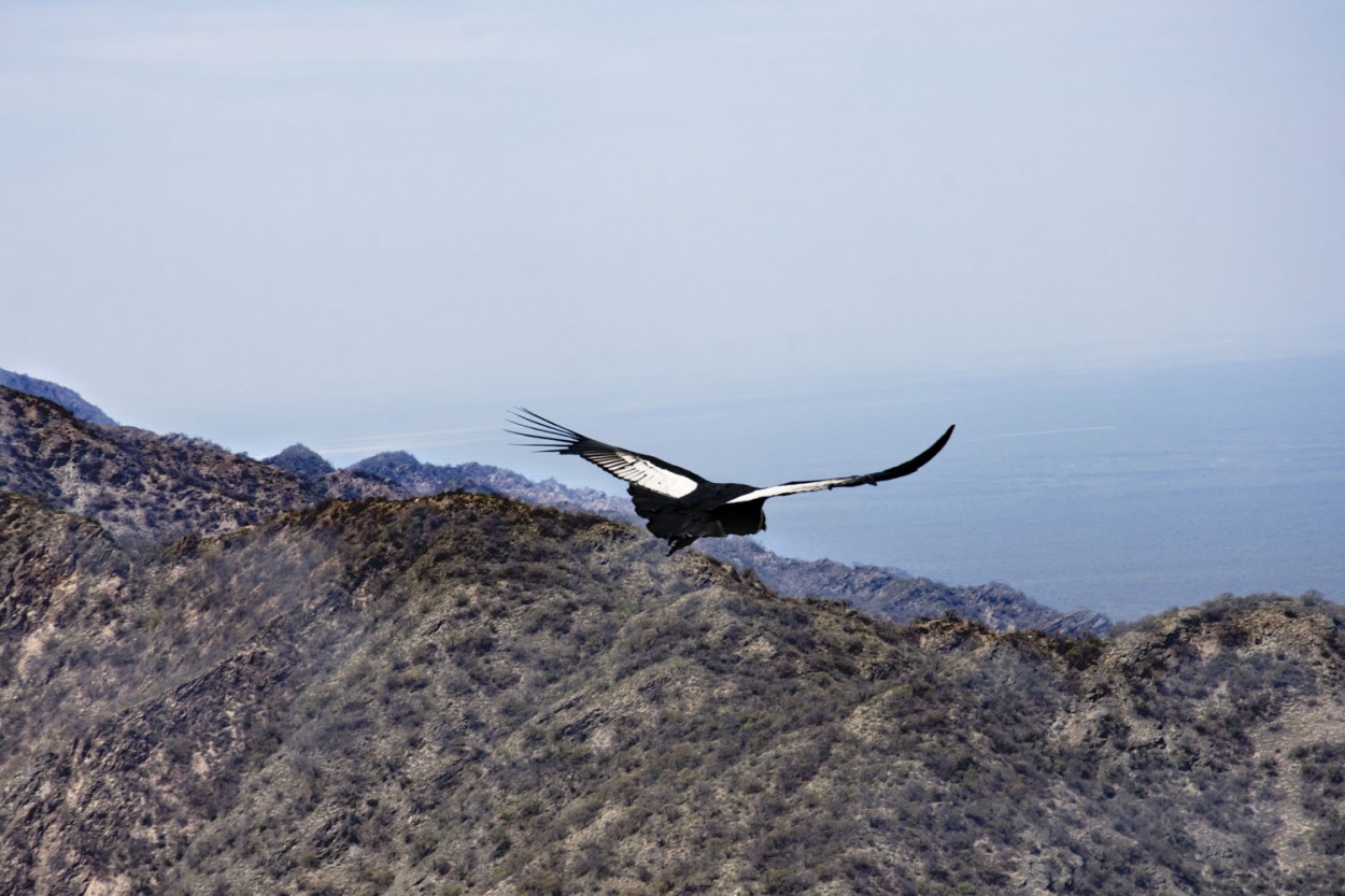 "` EL CONDOR `" de Graciela Larrama