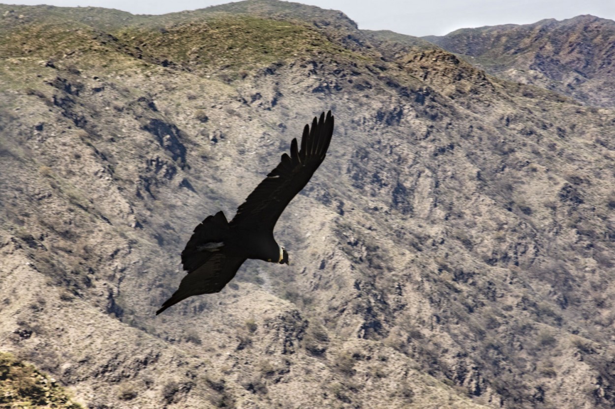 "` EL CONDOR `" de Graciela Larrama