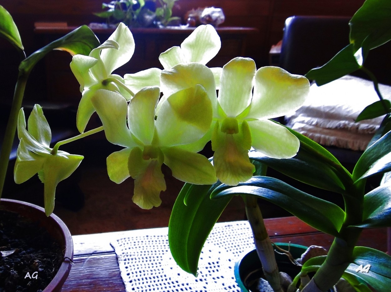 "Dendrobium Phalaenopsis" de Ana Giorno