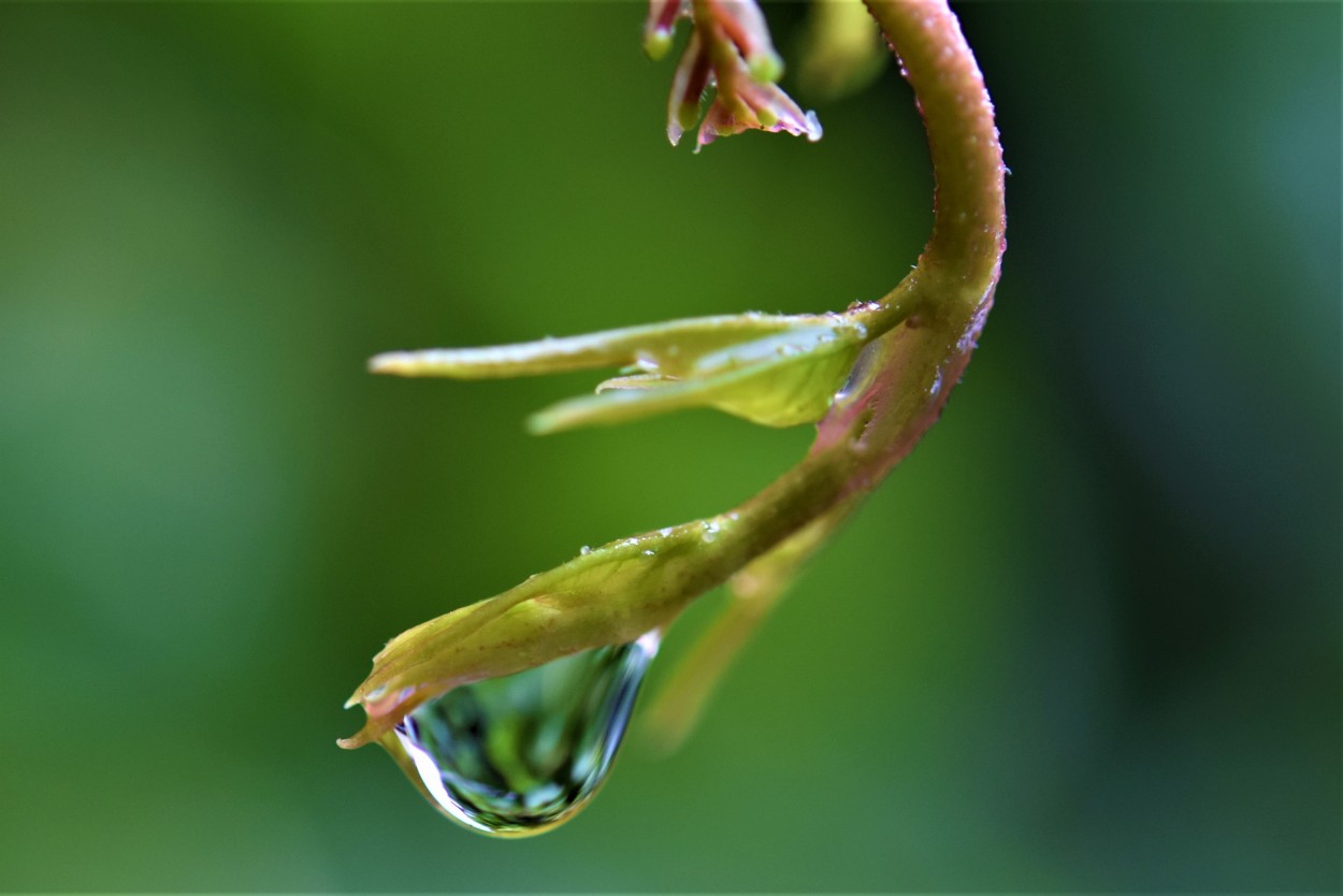 "Rastros despues de la lluvia..." de Walter Valdez