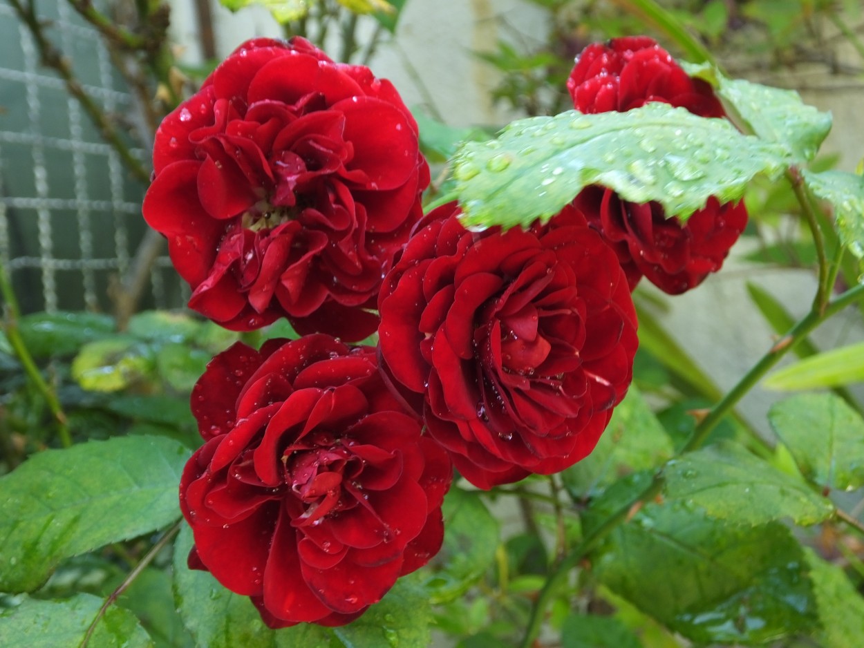 "Rosas rojas con lluvia" de Juan Fco. Fernndez