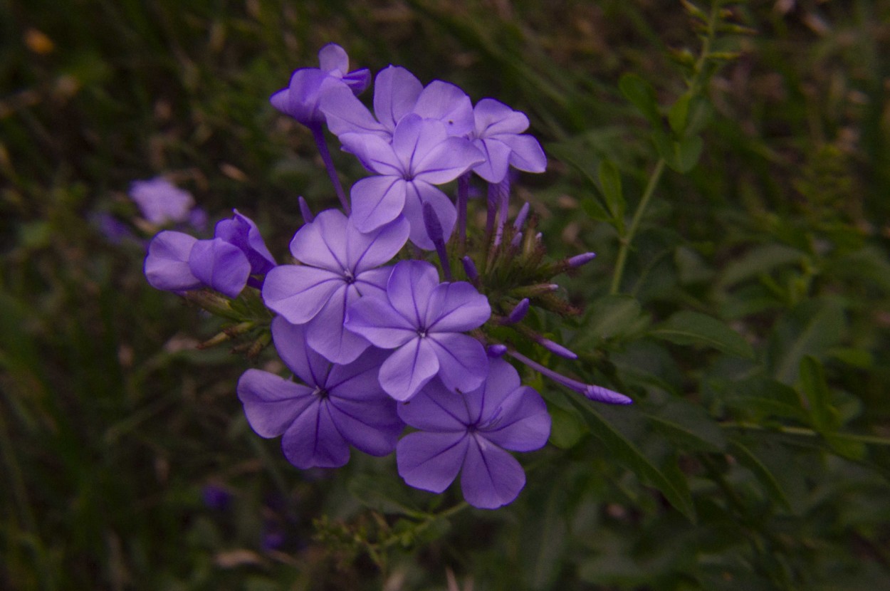 "Flor de i esposa" de Flix Edmundo Reyes