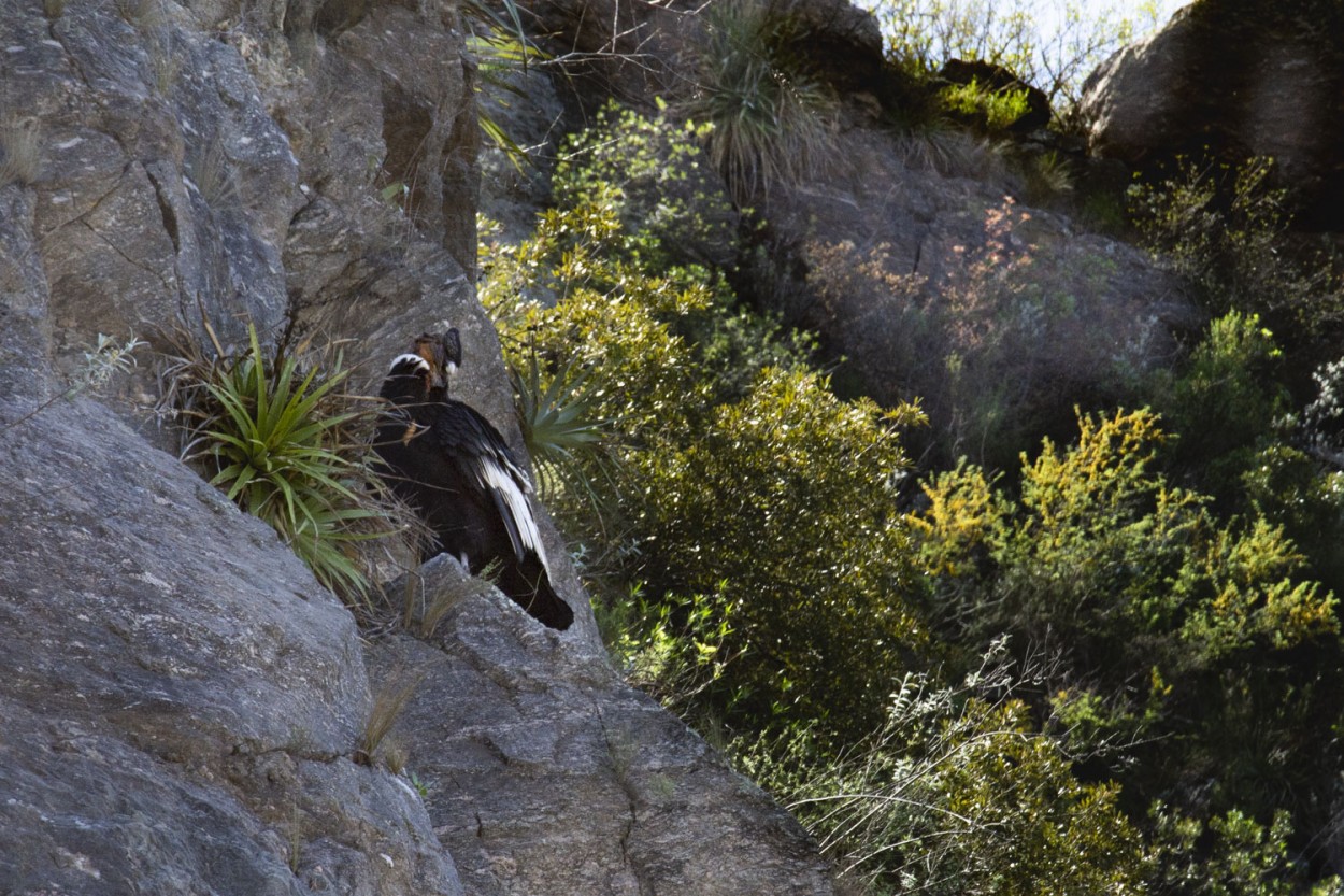 "` EL CONDOR `" de Graciela Larrama