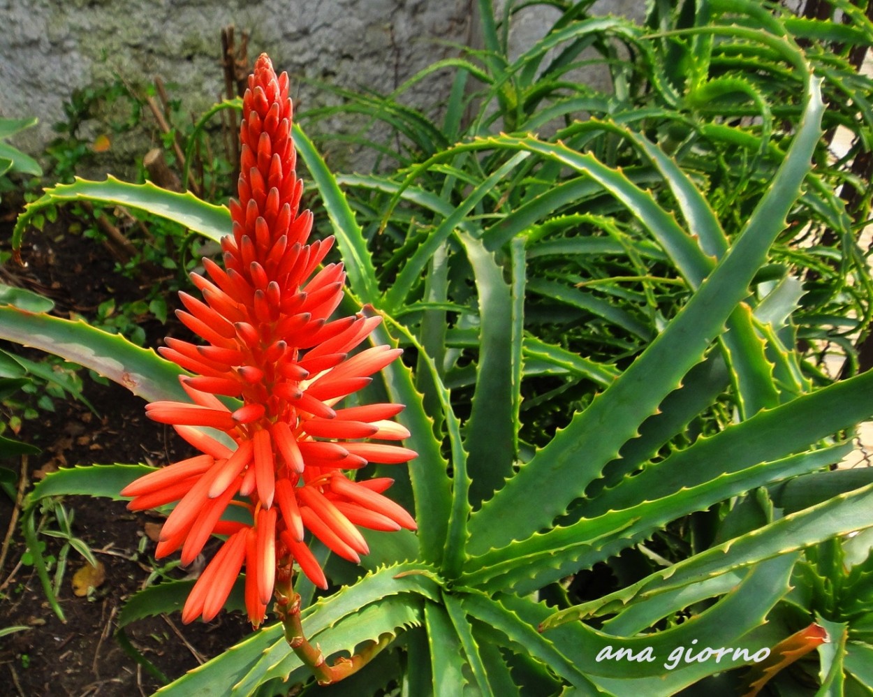 "Aloe arborescens" de Ana Giorno