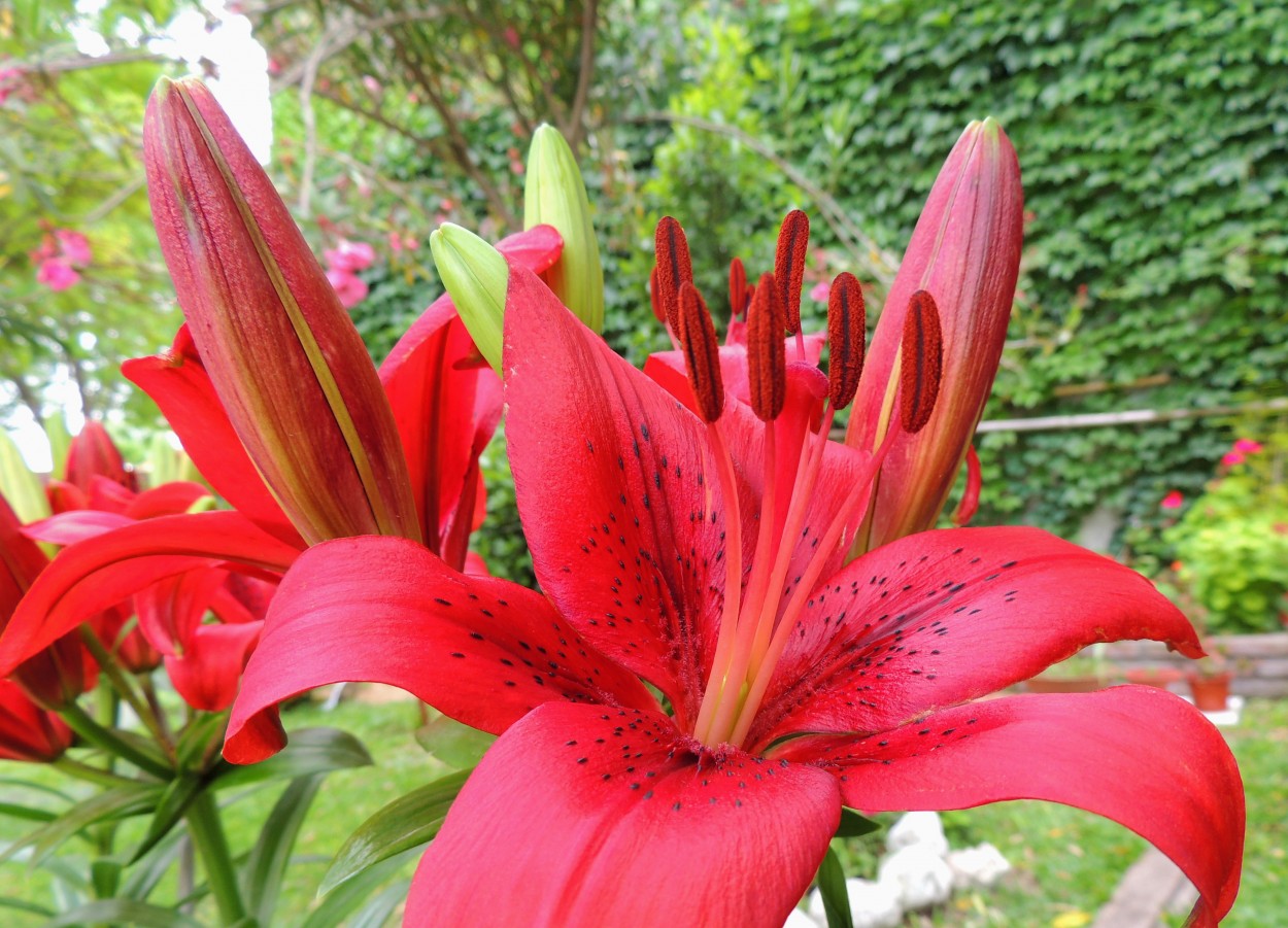 "Primavera en rojo" de Carina Gironde