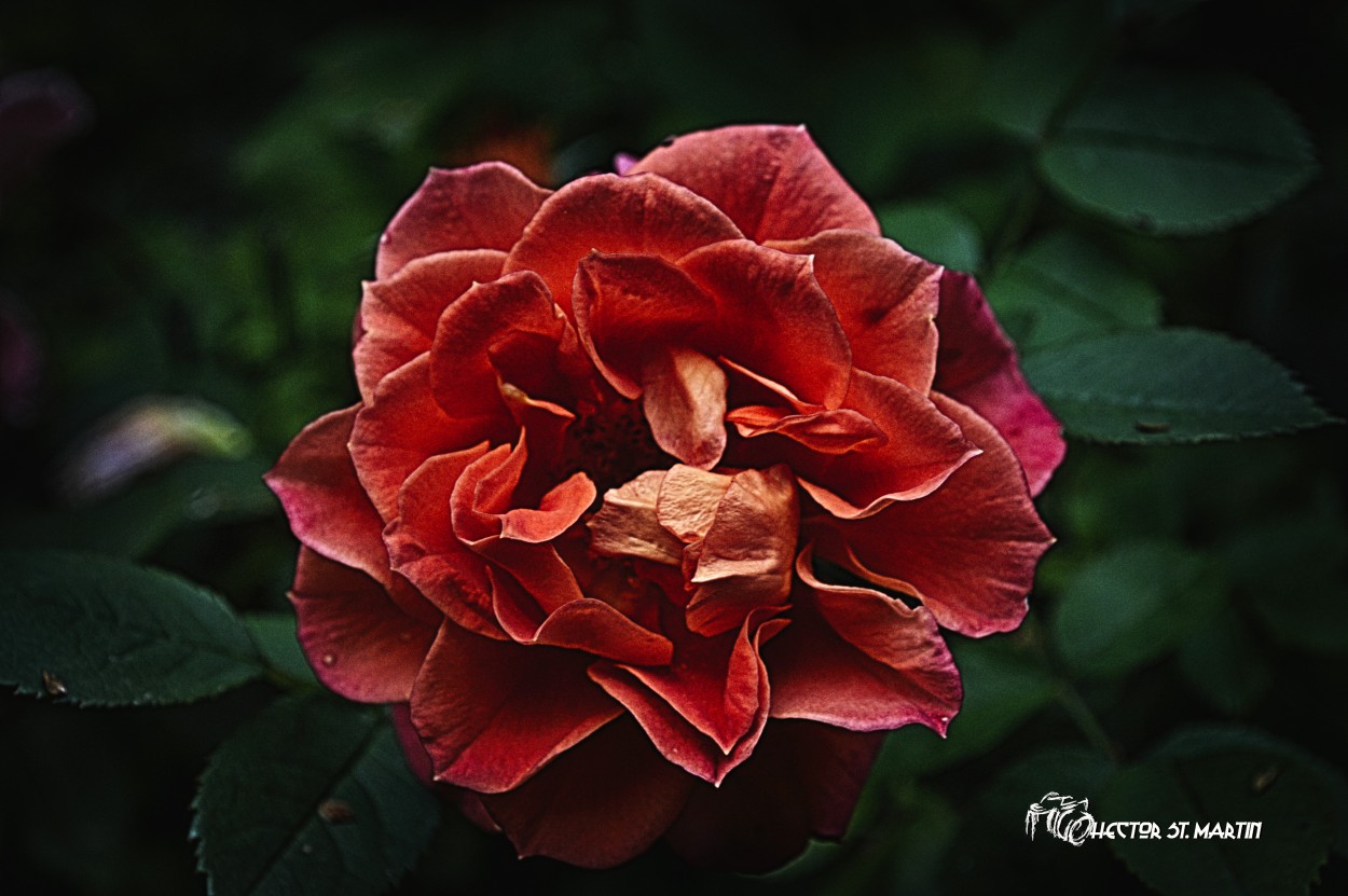 "los rosales revientan" de Hector St. Martin