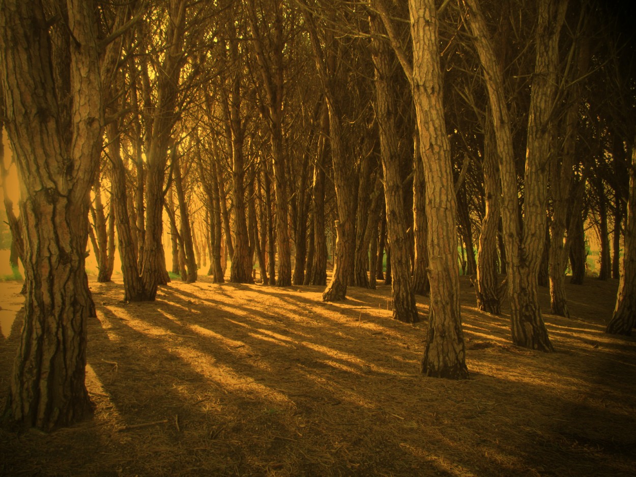 "un bosque en el que se dice hay energias positivas" de Hector St. Martin