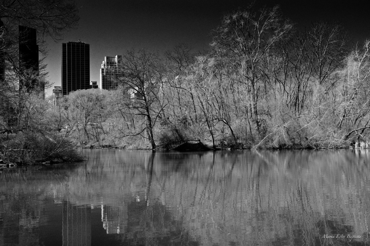 "Central Park en B&N" de Mara Ester Baptista De Nascimento (marisa)