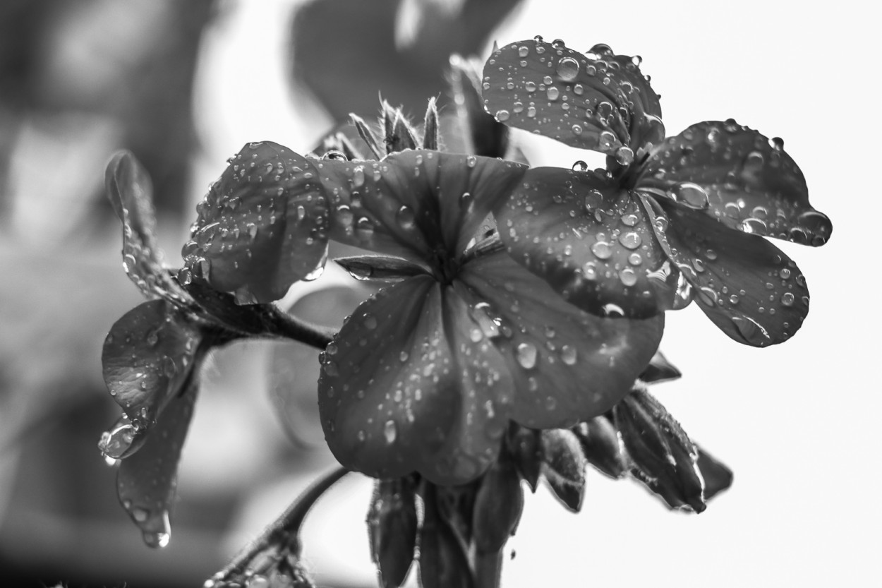 "`Gotas como perlas en un da gris`" de Mara Del Carmen Chiavaro