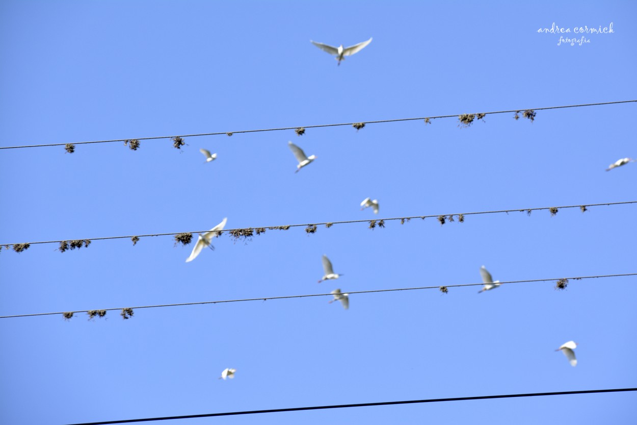 "se me volaron los pajaros...." de Andrea Cormick