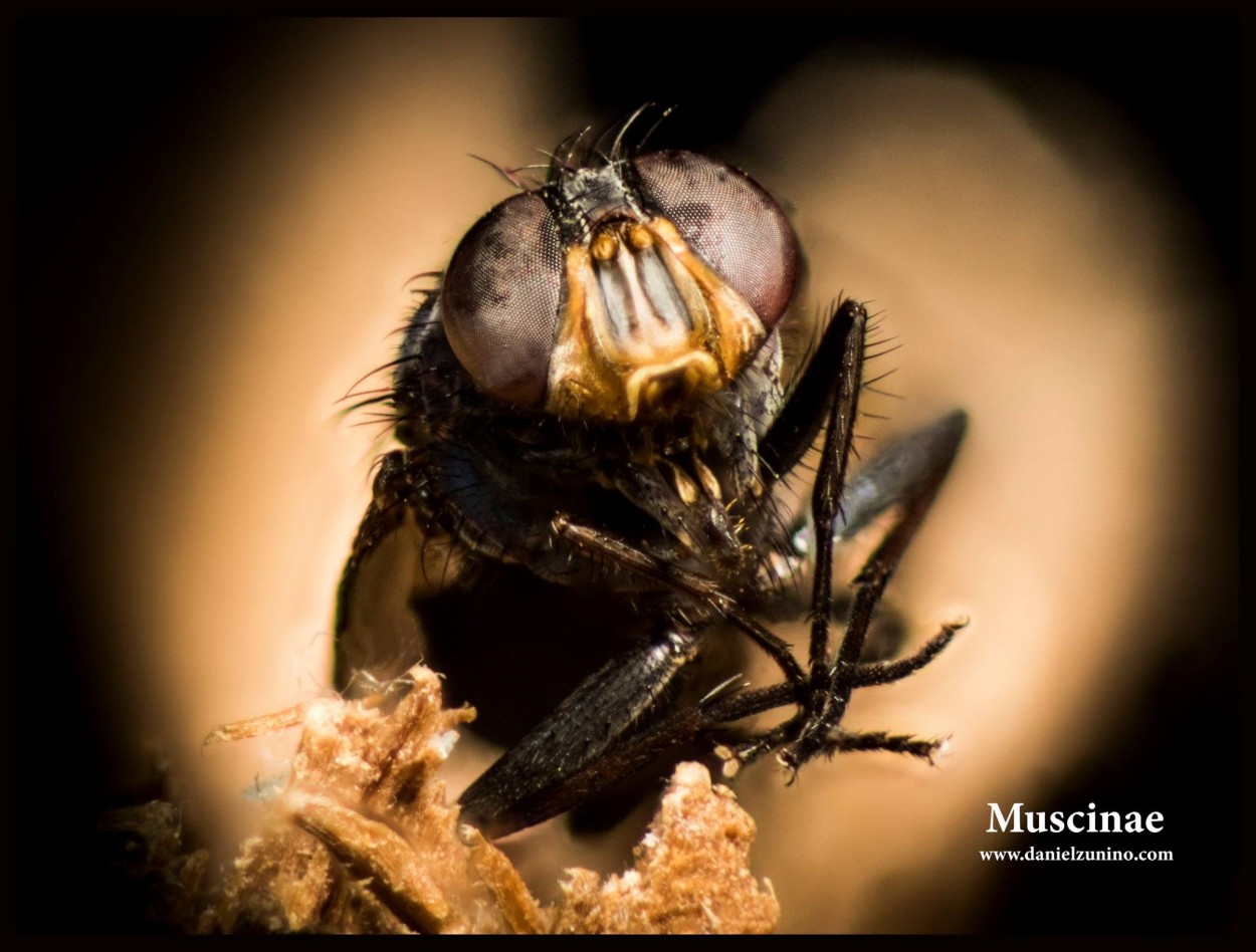 "Focus Stacking" de Daniel Zunino