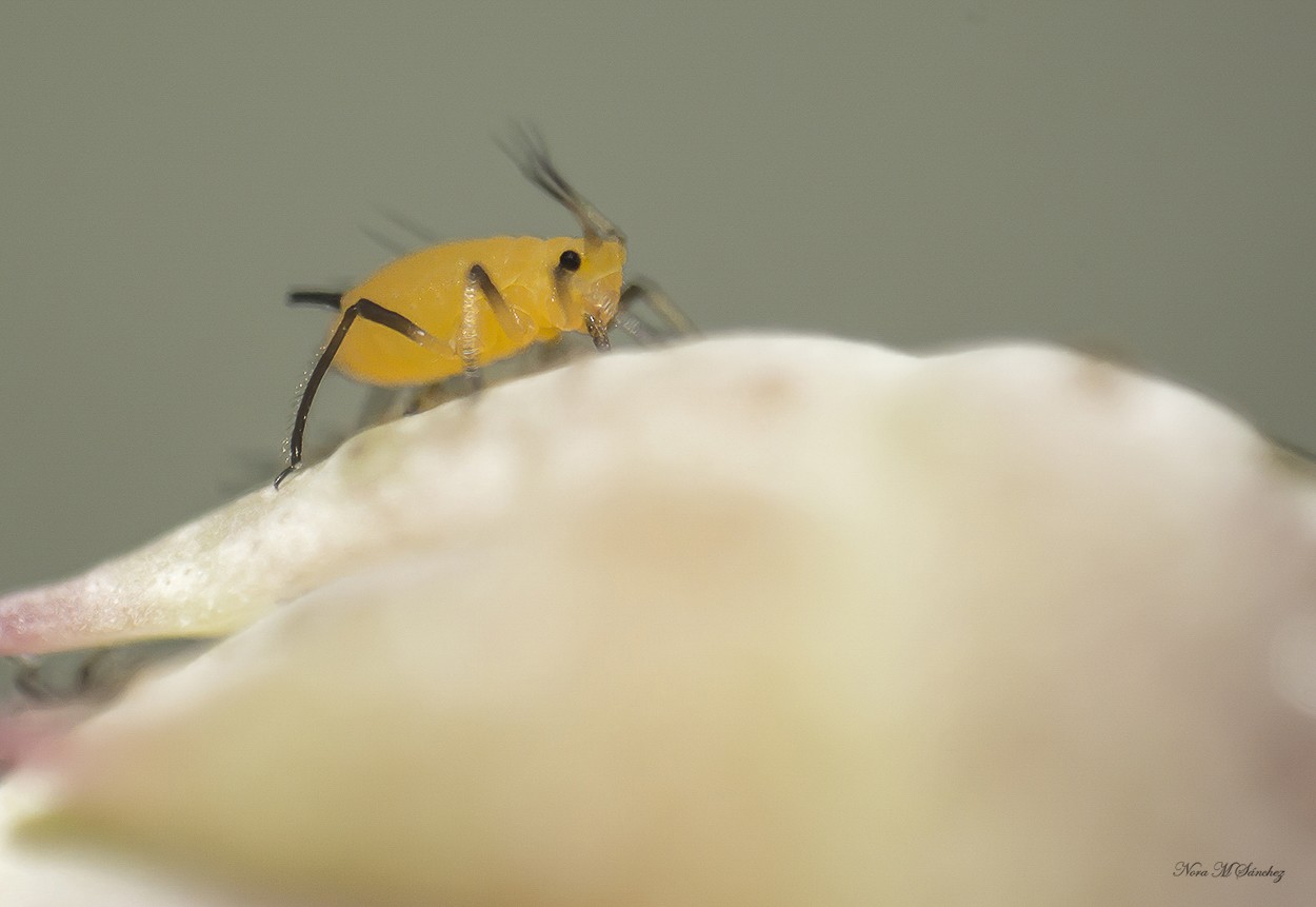 "Pulgn amarillo" de Nora Maria Sanchez