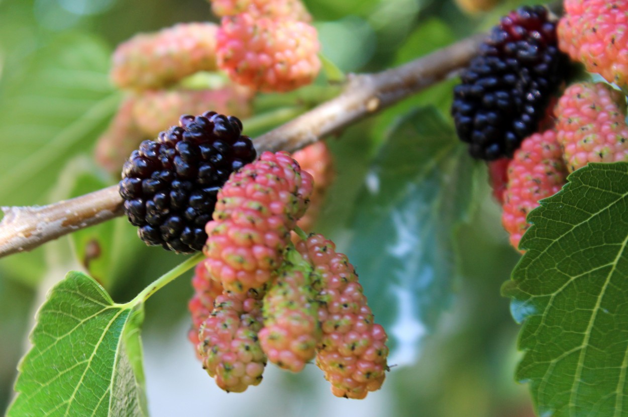 "Moras en noviembre..." de Silvia Emilia Guerra