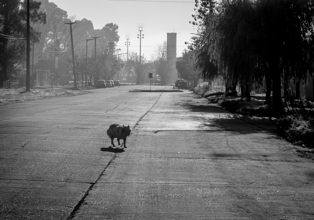 "Cruzando la avenida" de Fernando Valdez Vazquez